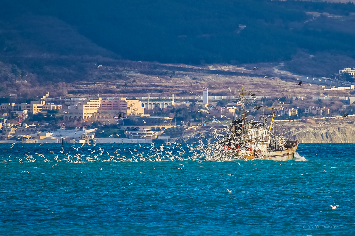 Новороссийск море. Порт Новороссийск Цемесская бухта. Цемесская бухта черного моря. Бухта Новороссийская Новороссийск. Цемесской бухты в Новороссийске.